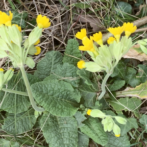 Photographie n°2517804 du taxon Primula elatior (L.) Hill [1765]