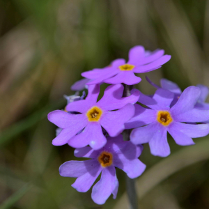 Photographie n°2517834 du taxon Primula farinosa L. [1753]