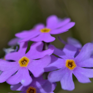 Photographie n°2517838 du taxon Primula farinosa L. [1753]