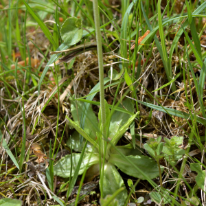 Photographie n°2517843 du taxon Primula farinosa L. [1753]