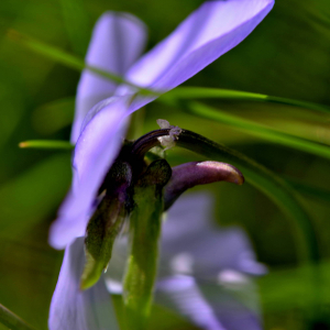 Photographie n°2517856 du taxon Viola cornuta L. [1763]