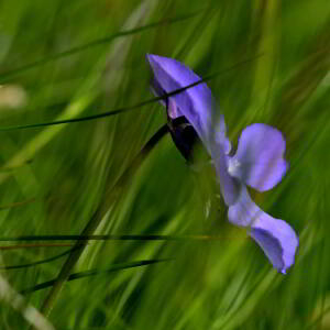 Photographie n°2517857 du taxon Viola cornuta L. [1763]