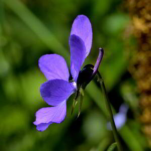 Photographie n°2517858 du taxon Viola cornuta L. [1763]