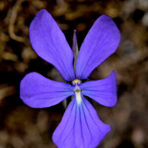 Photographie n°2517859 du taxon Viola cornuta L. [1763]