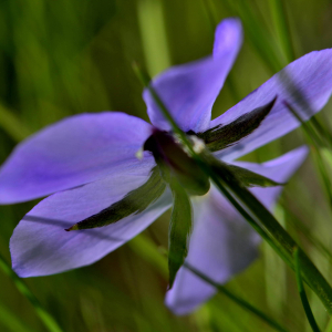 Photographie n°2517860 du taxon Viola cornuta L. [1763]
