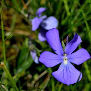 Photographie n°2517861 du taxon Viola cornuta L. [1763]