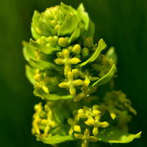 Photographie n°2517863 du taxon Cruciata laevipes Opiz [1852]