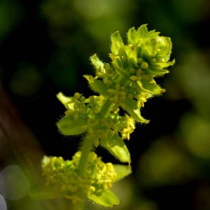 Photographie n°2517864 du taxon Cruciata laevipes Opiz [1852]