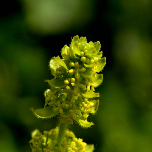 Photographie n°2517865 du taxon Cruciata laevipes Opiz [1852]