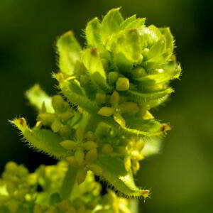 Photographie n°2517866 du taxon Cruciata laevipes Opiz [1852]