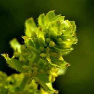 Photographie n°2517867 du taxon Cruciata laevipes Opiz [1852]