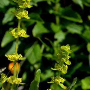 Photographie n°2517869 du taxon Cruciata laevipes Opiz [1852]