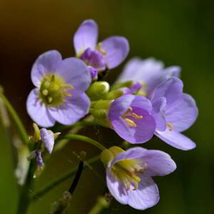 Photographie n°2517873 du taxon Cardamine asarifolia L. [1753]