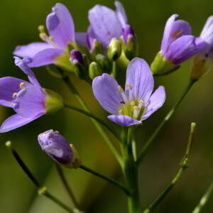 Photographie n°2517881 du taxon Cardamine asarifolia L. [1753]