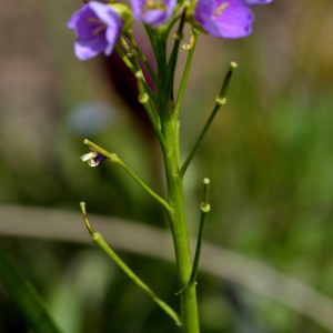 Photographie n°2517883 du taxon Cardamine asarifolia L. [1753]