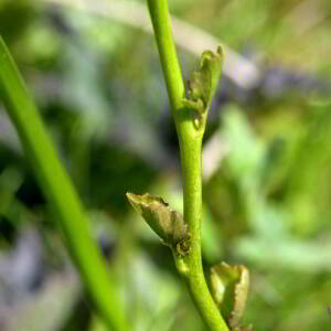 Photographie n°2517886 du taxon Cardamine asarifolia L. [1753]