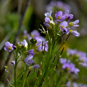 Photographie n°2517887 du taxon Cardamine asarifolia L. [1753]