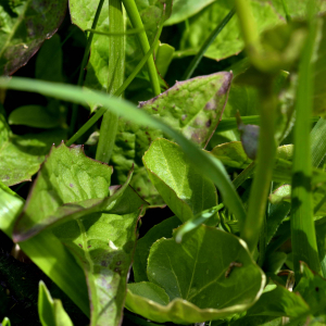 Photographie n°2517890 du taxon Cardamine asarifolia L. [1753]