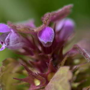 Photographie n°2517909 du taxon Lamium purpureum L. [1753]