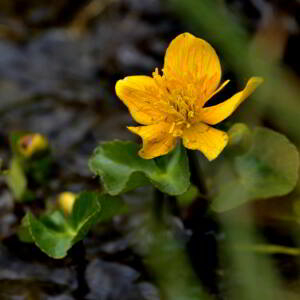 Photographie n°2517956 du taxon Caltha palustris L. [1753]