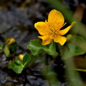 Photographie n°2517957 du taxon Caltha palustris L. [1753]