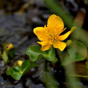 Photographie n°2517958 du taxon Caltha palustris L. [1753]