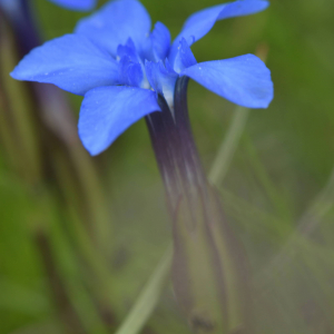 Photographie n°2517974 du taxon Gentiana verna L. [1753]