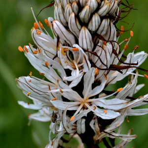 Photographie n°2517977 du taxon Asphodelus albus Mill. [1768]