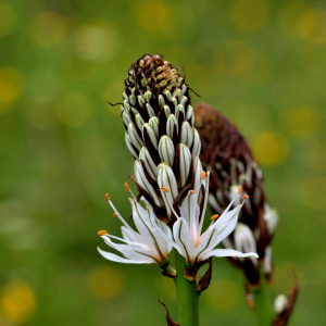 Photographie n°2517982 du taxon Asphodelus albus Mill. [1768]