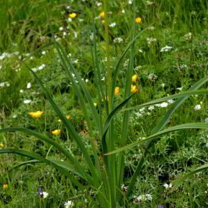 Photographie n°2517992 du taxon Asphodelus albus Mill. [1768]