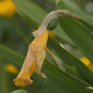 Photographie n°2518010 du taxon Narcissus bicolor L. [1762]