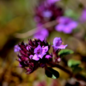 Photographie n°2518020 du taxon Thymus praecox Opiz [1824]