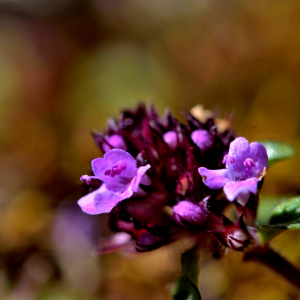 Photographie n°2518021 du taxon Thymus praecox Opiz [1824]