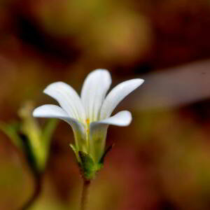 Photographie n°2518026 du taxon Sedum album L. [1753]