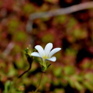 Photographie n°2518028 du taxon Sedum album L. [1753]