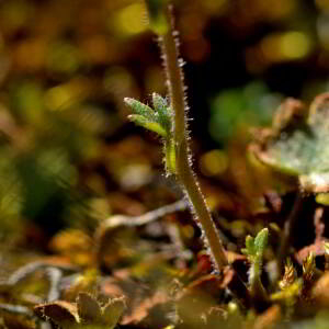 Photographie n°2518029 du taxon Sedum album L. [1753]