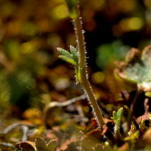 Photographie n°2518030 du taxon Sedum album L. [1753]