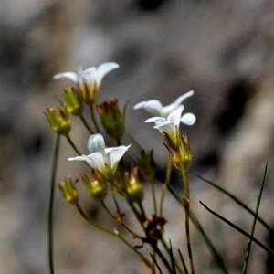 Photographie n°2518031 du taxon Sedum album L. [1753]