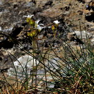 Photographie n°2518032 du taxon Sedum album L. [1753]