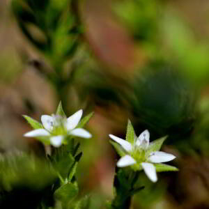 Photographie n°2518039 du taxon Arenaria leptoclados (Rchb.) Guss. [1844]