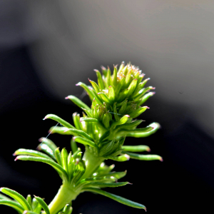 Photographie n°2518071 du taxon Galium verum L. [1753]