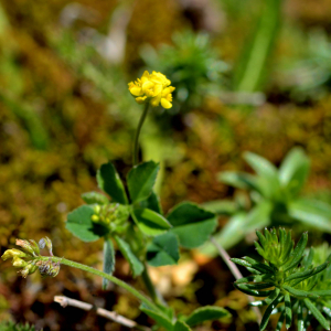 Photographie n°2518075 du taxon Medicago lupulina L. [1753]