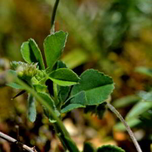 Photographie n°2518076 du taxon Medicago lupulina L. [1753]