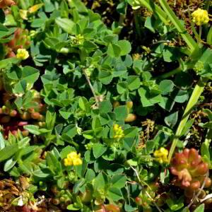 Photographie n°2518078 du taxon Medicago lupulina L. [1753]