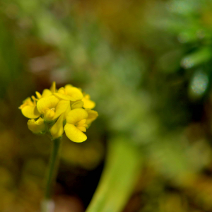 Photographie n°2518080 du taxon Medicago lupulina L. [1753]