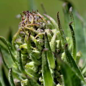 Photographie n°2518107 du taxon Verbascum lychnitis L. [1753]