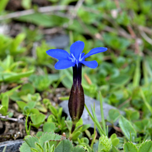 Photographie n°2518150 du taxon Gentiana verna L. [1753]