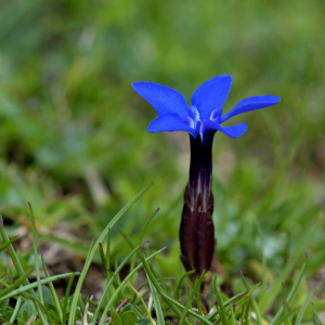 Photographie n°2518151 du taxon Gentiana verna L. [1753]