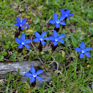 Photographie n°2518154 du taxon Gentiana verna L. [1753]