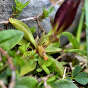 Photographie n°2518155 du taxon Gentiana verna L. [1753]